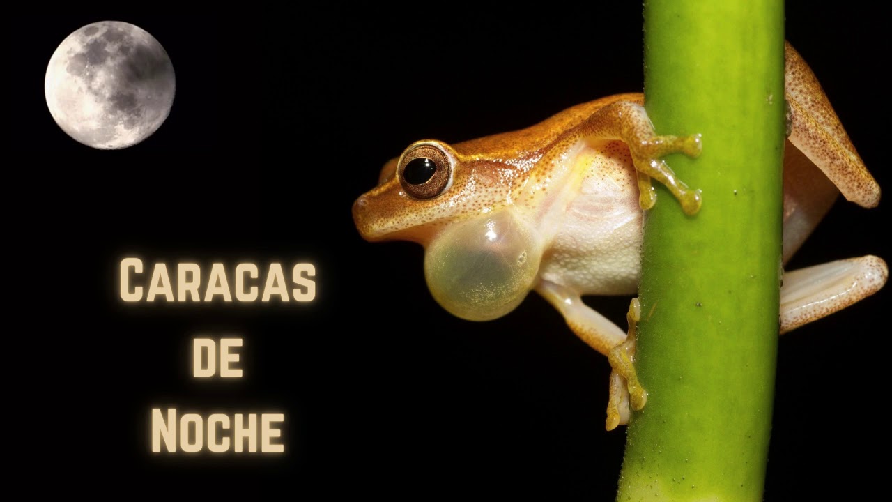 Sonidos de SAPITOS de CARACAS para DORMIR