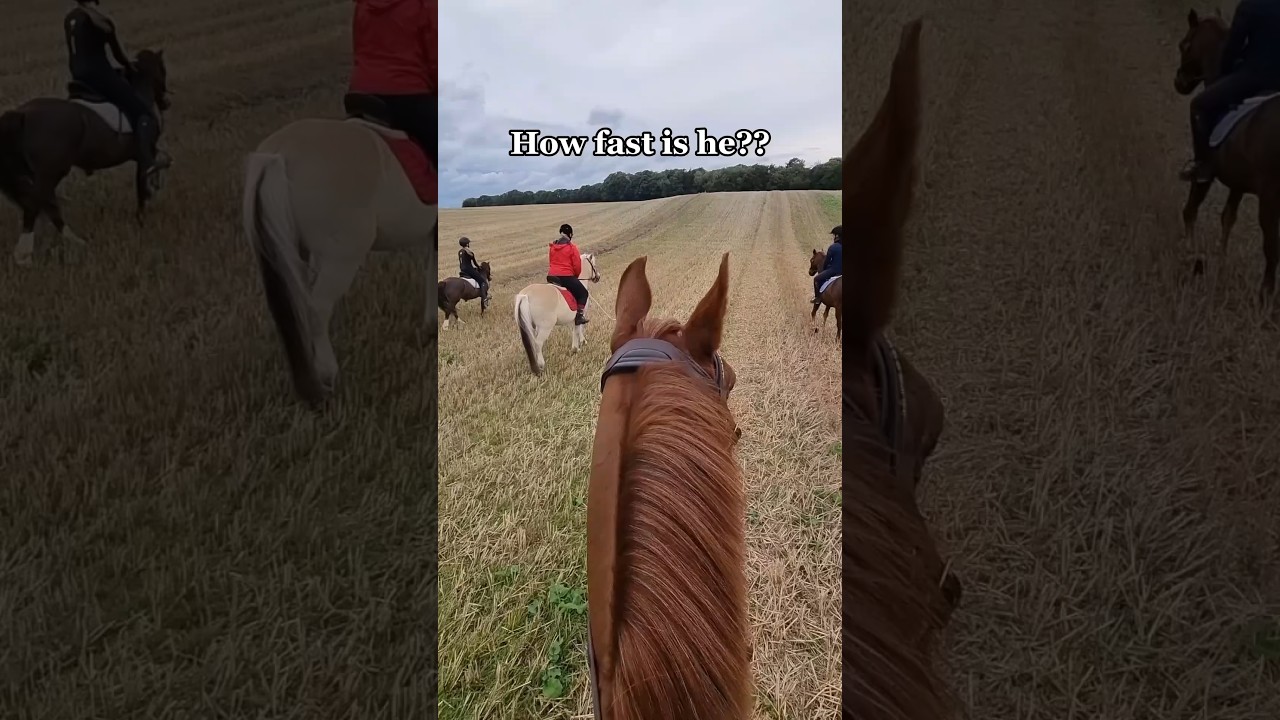 🙈🙈🙈 #equestrian #horse #pony #horseriding #rider #galop #canter #fast #running #horses