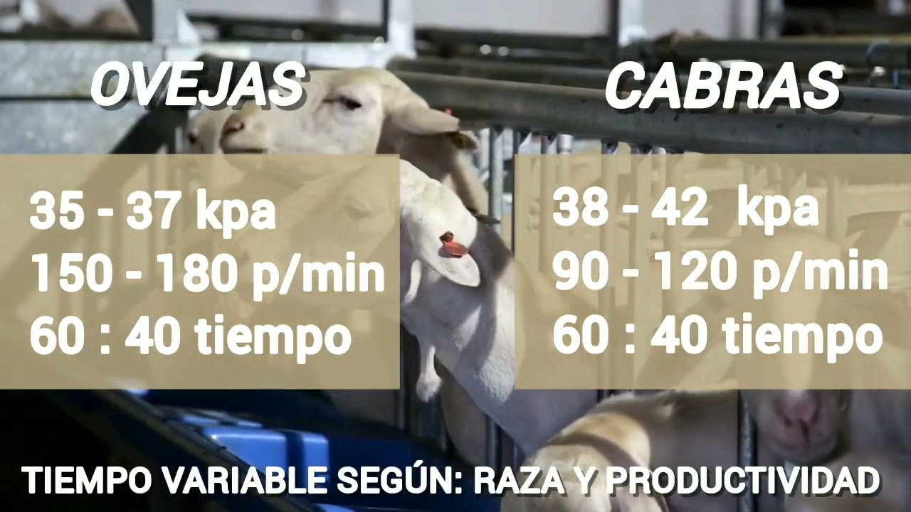 Ordeño Mecánico en Cabras y Ovejas