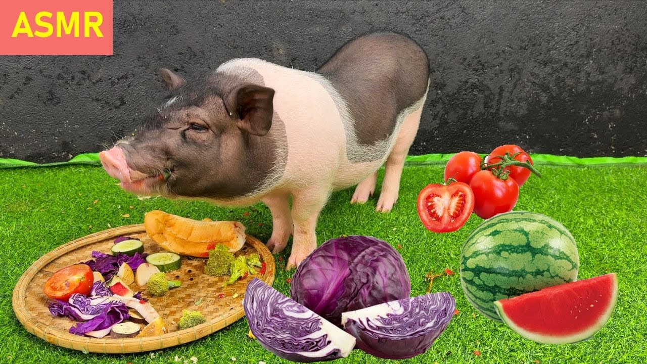 かわいい豚が野菜を食べる｜動物 ASMR 咀嚼音｜癒し動画 ｜Pig ASMR