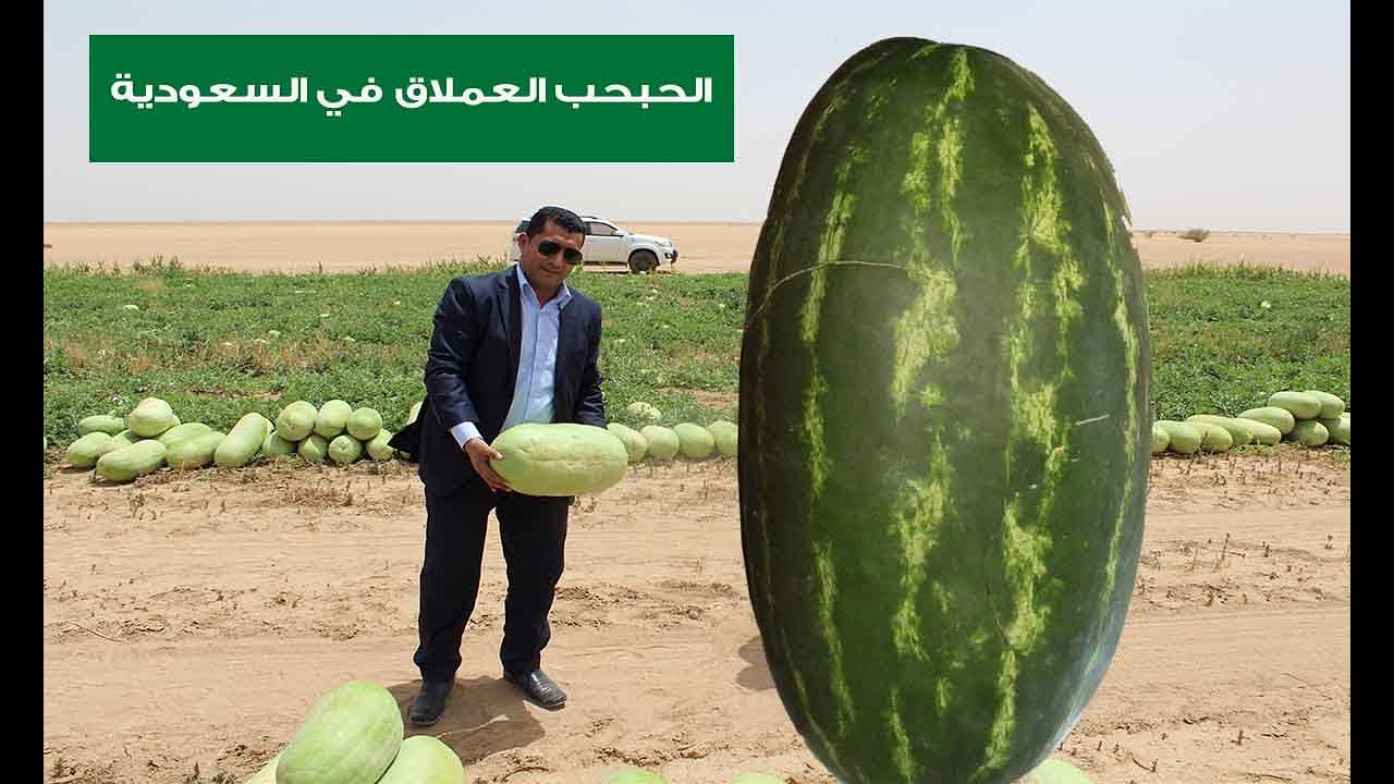 تجربة زراعة الحبحب الصغير في وادي الدواسر
