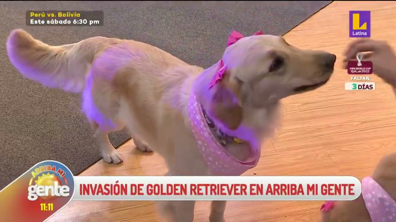 🔴📹 #ArribaMiGente | La Invasión más tierna  de Golden Retriever en Arriba Mi Gente.
