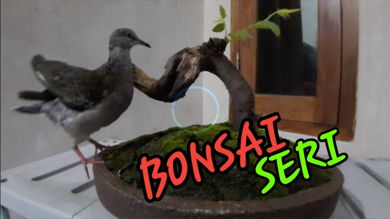 BONSAI  SERI || CARA MEMBUAT BONSAI SERI BAGI PEMULA