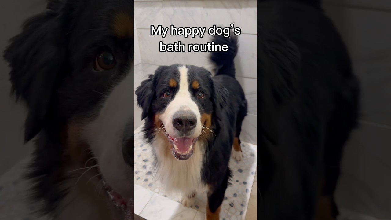 Do you think Buckeye enjoyed it? 🧼🐾💛#bernesemountaindog