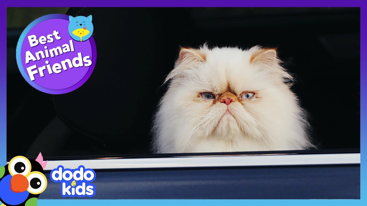 Fluffy Dog WON'T STOP Until He's Friends With Grumpy Cat | Dodo Kids | Best Animal Friends