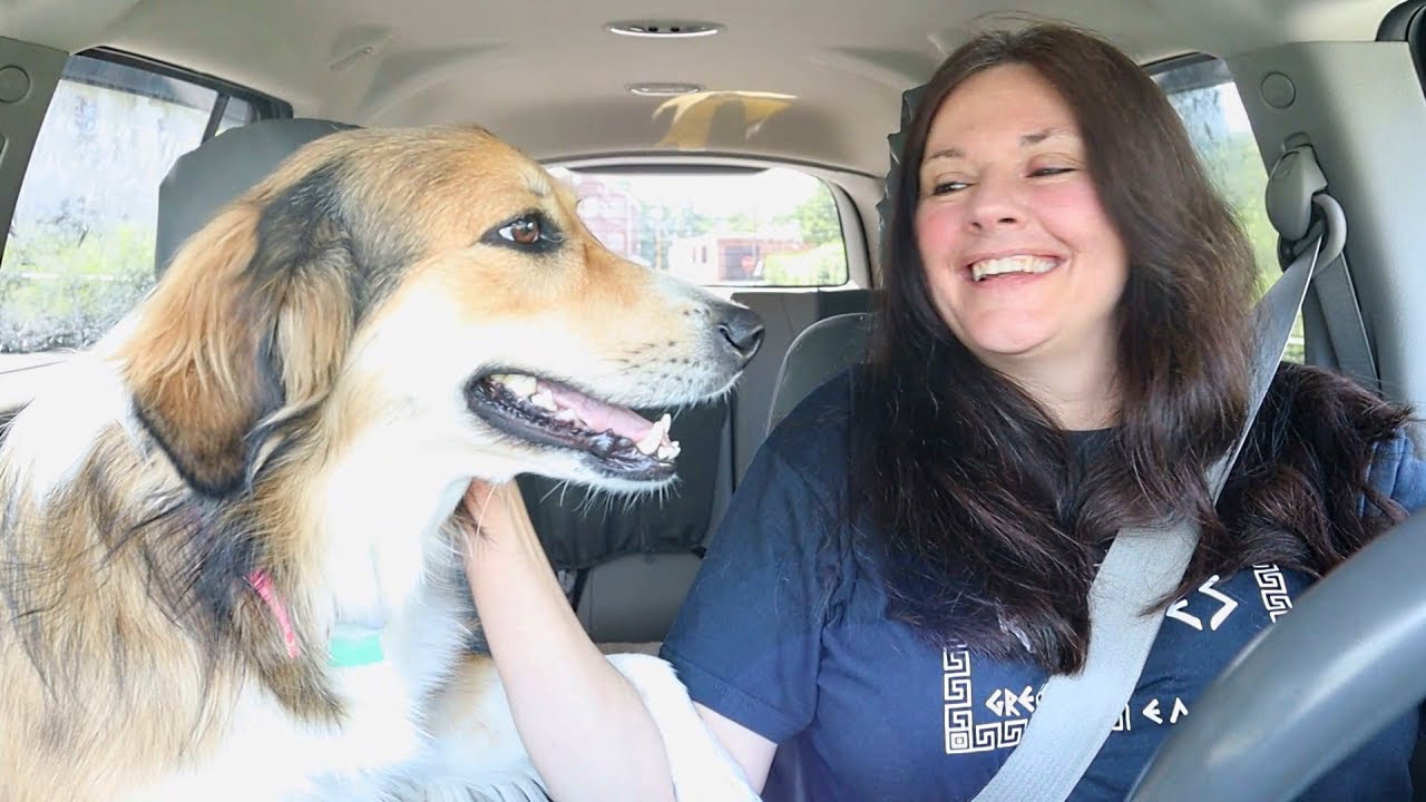 LIFE WITH AN ENGLISH SHEPHERD | The Best Velcro Dogs!