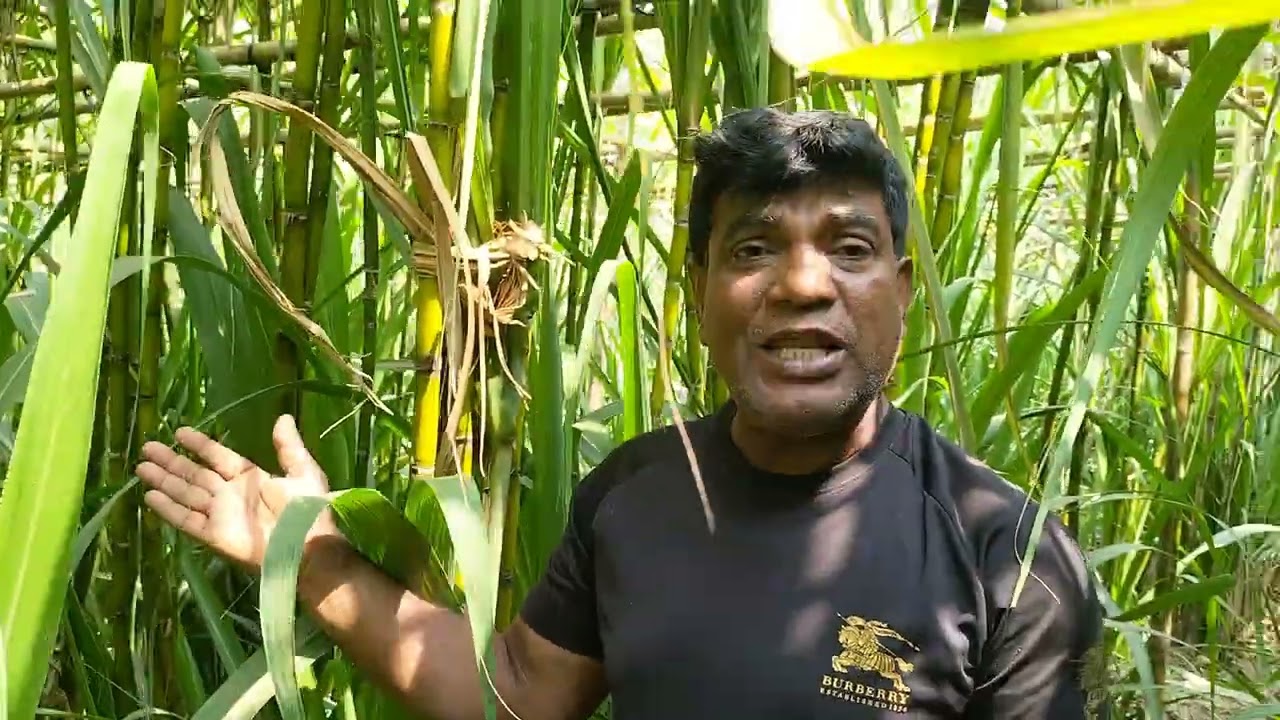 বানডারি চারা ও অজানা চারা ২ জাতের কাটিং পাওয়া যায় 