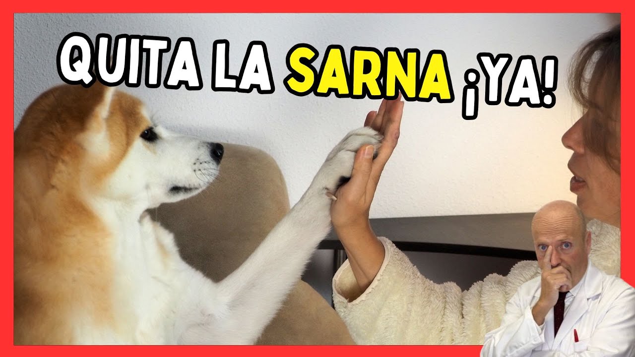 ✅ SARNA EN PERROS Y HUMANOS: Cómo Detectarla y Curarla Rápido