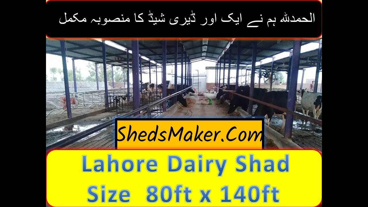 Lahore Dairy Shed 80ft x 140ft Part 2 سب سے سستا گائے کا شیڈ 2) بچھڑے کا شیڈ 3) قرنطین کاؤ شیڈ