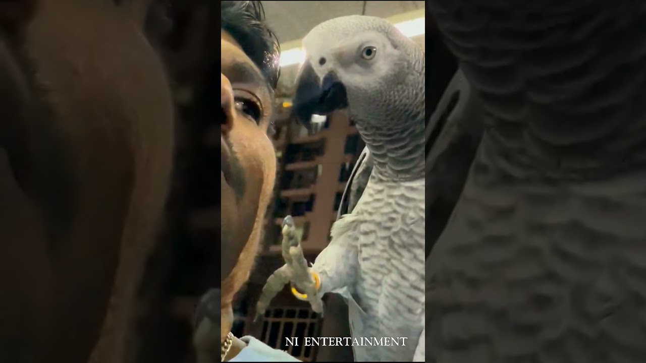 #ammuchallam#africangray parrot #talking Tamil #world number one talking Bird #ramnad#panaikulam
