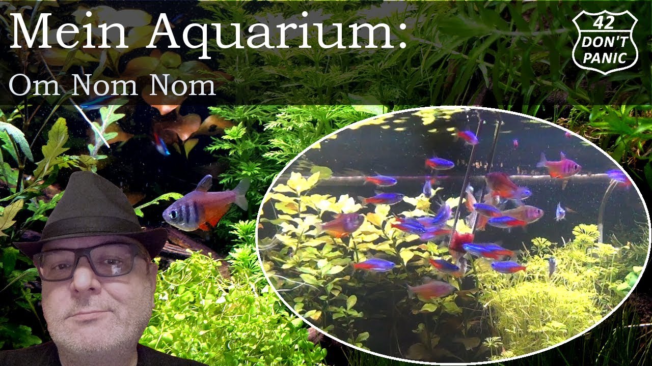 Om Nom Nom - Fische mit Frostfutter füttern | Mein Aquarium 33
