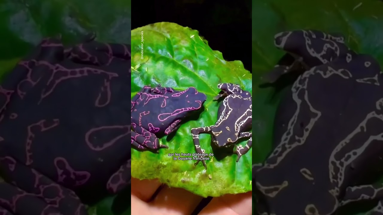 Les grenouilles les plus color&eacute;es du monde! 😍🥰