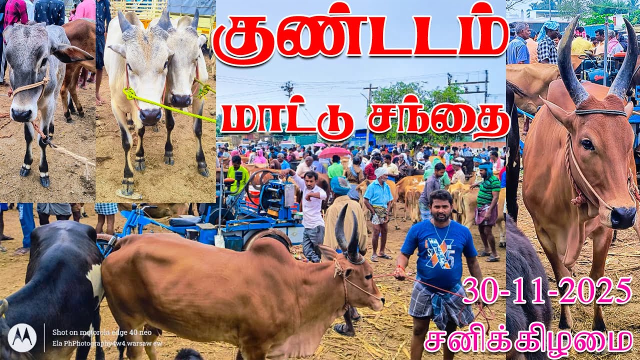 நாட்டு மாடுகள் வரத்து மற்றும் இந்த வார சந்தை நிலவரம் குண்டடம் மாட்டு சந்தை #குண்டடம் |30-11-2025