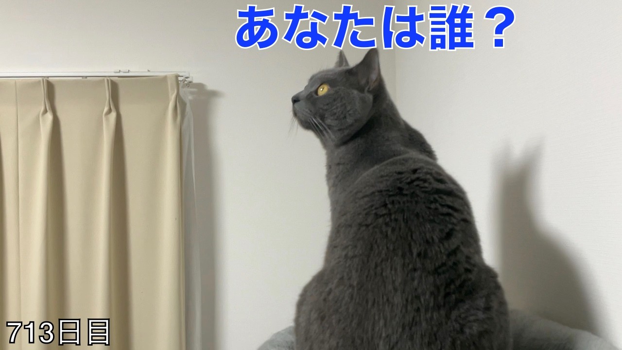 【スコ猫トト君】何者かと交信してるトト君ですwww
