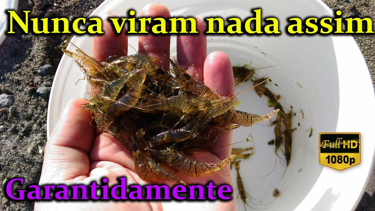 Shrimping with sea cucumber | Como apanhar camarão usando pepinos do mar