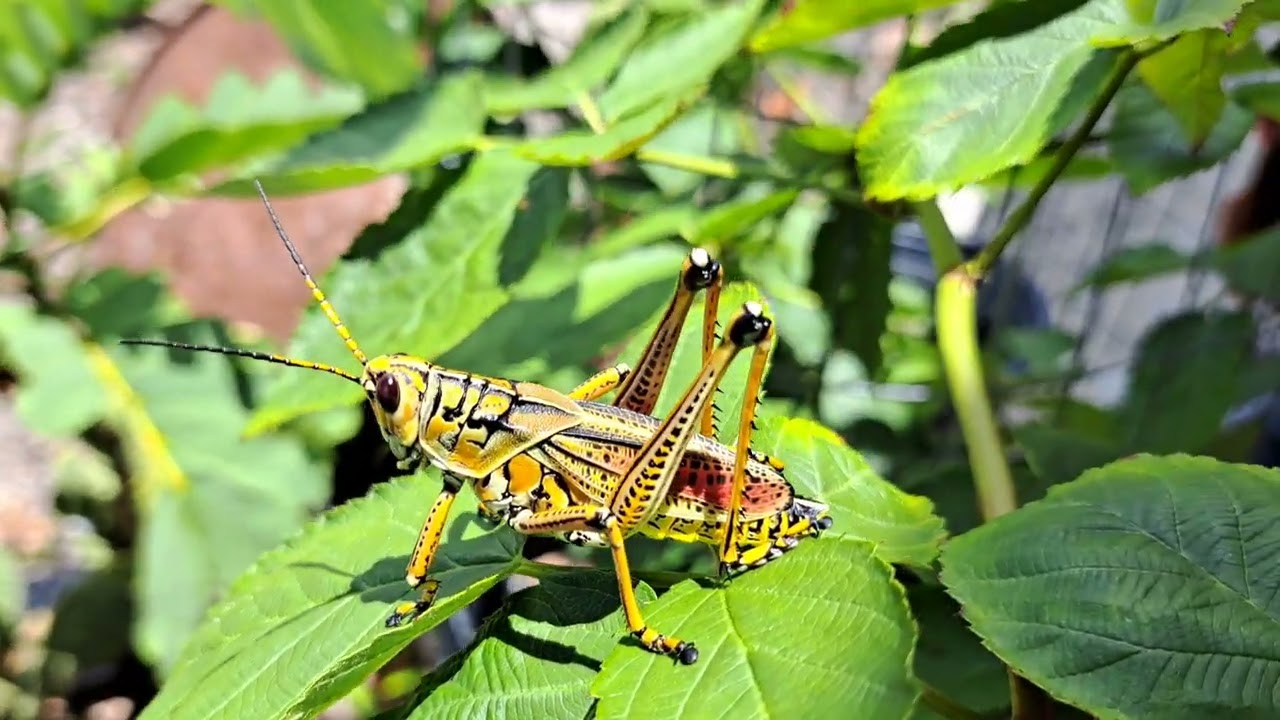 Chapulin de colores #chapulines