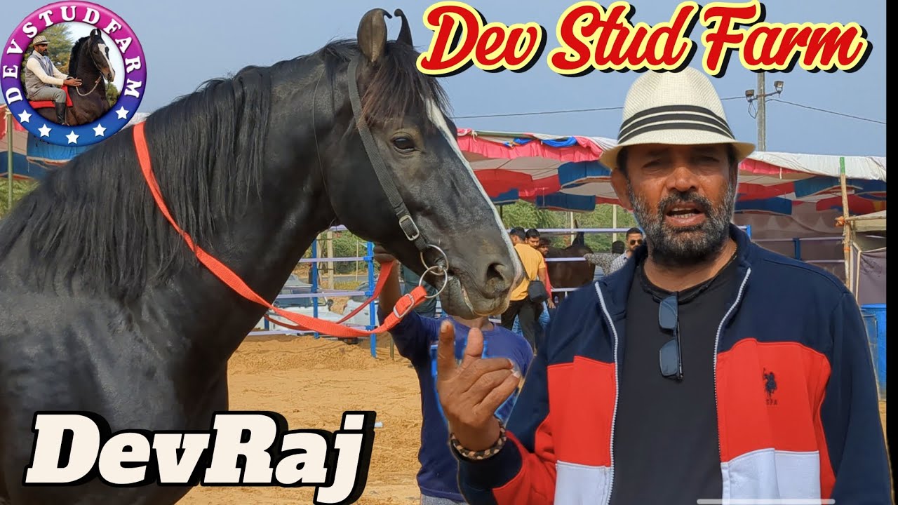 🔥Dev Stud Farm Kankroli Rajasthan 🔥   श्रीमान गणेश लाल  गुर्जर। 🔥Stallion DevRaj 🔥