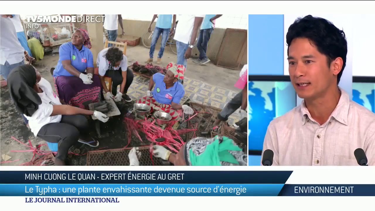 TV5MONDE ENVIRONNEMENT: le typha nouvel or vert ?
