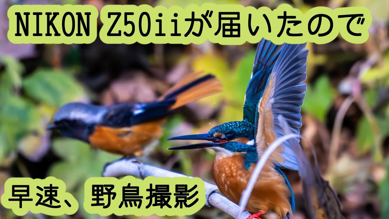 NIKON Z50Ⅱで発売日に野鳥撮影 1500枚 Z400㍉f/4.5 VR S
