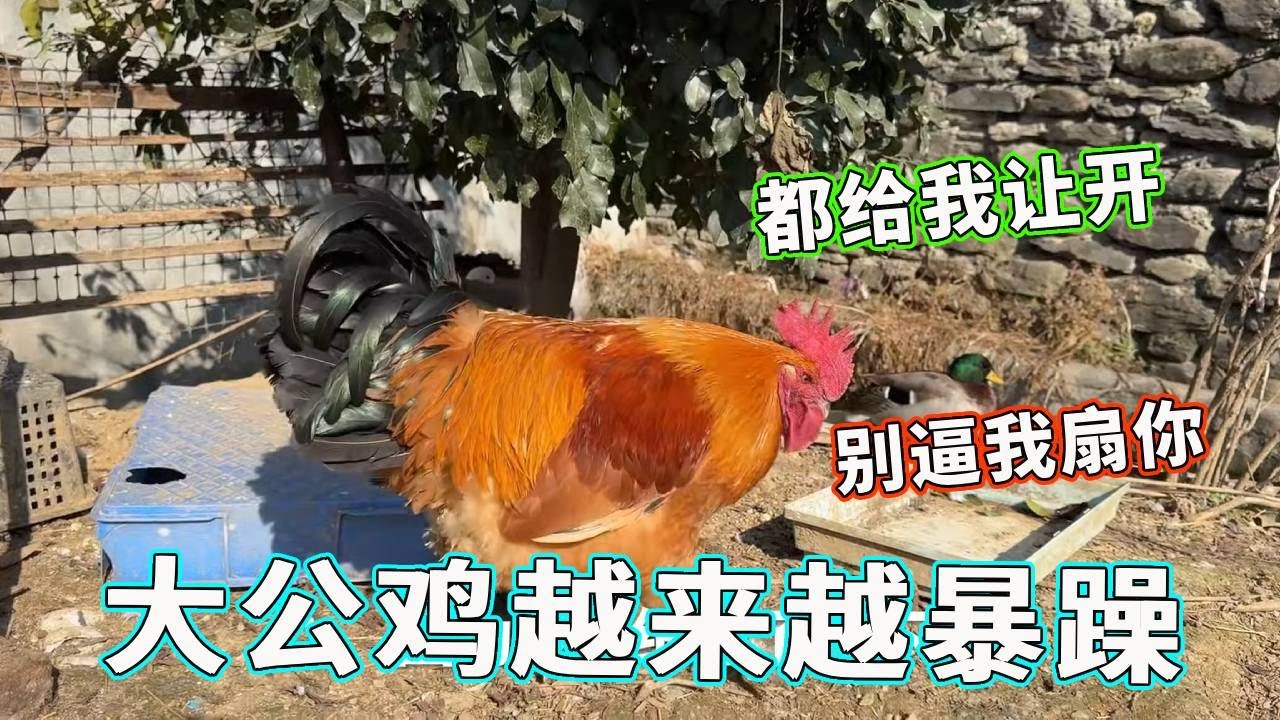 大公鸡脾气越来越暴躁了，动不动就追赶小家伙们，还要跟天哥battle！简直反了天了！【天下一场梦】