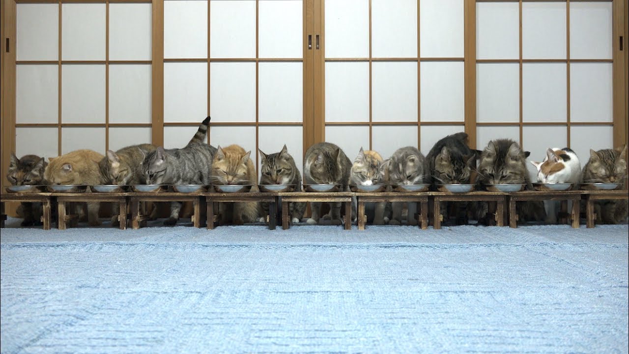 食事中にびっくりして逃げる猫たち