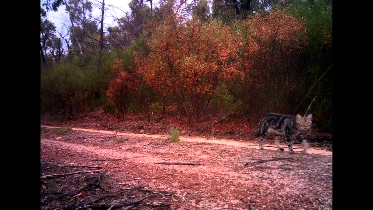 Feral cats in Australia: Part 2 - Reproduction, Habitat and Behaviours