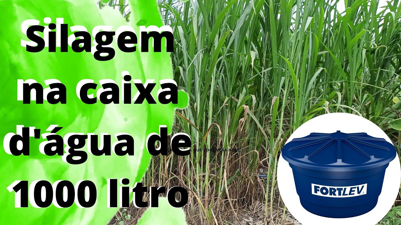 Silagem na caixa d'água de 1000 litros  com inaculante