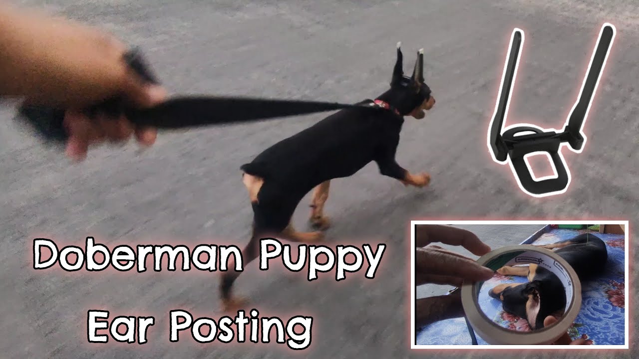 Doberman Pinscher 3 Months Update | Best Doberman Ear Posting Method