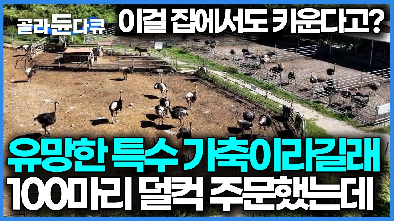 국내에선 키우는 사람 거의 없는데 미래 유망 가축이라는 얘길 듣고 100마리나 덜컥 데려와버렸다, 공룡의 후손이라 불리는 타조｜PD로그｜#골라듄다큐