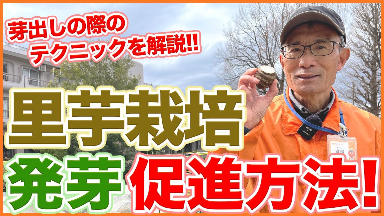 家庭菜園や農園の里芋栽培でカットするだけで芽が良く出る芽出しの方法！発芽を促進させる芽出しテクニックを徹底解説！【農園ライフ】