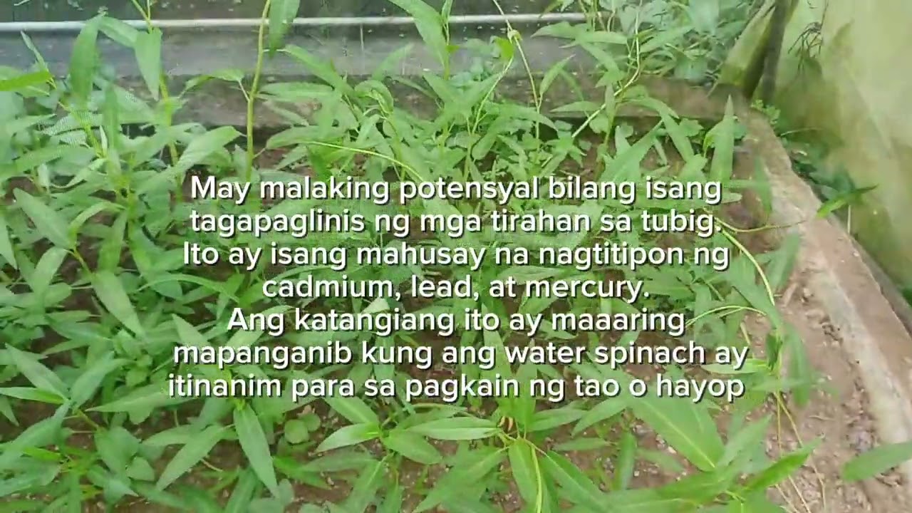 Ipomea aquatica (Weeds)