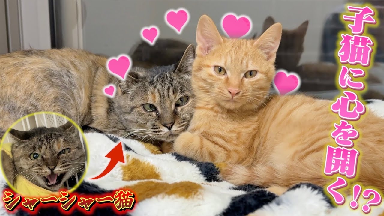 警戒心MAXの保護猫、子猫に心を奪われる。