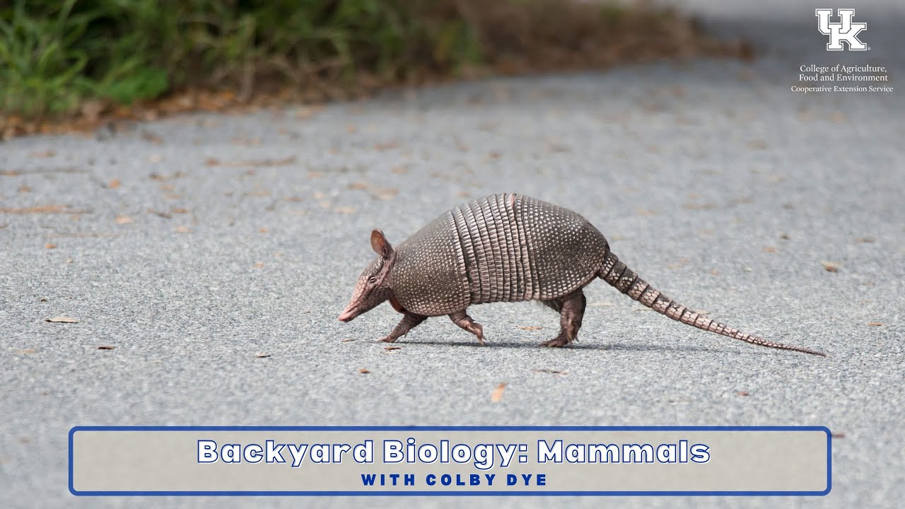 Backyard Biology: Mammals