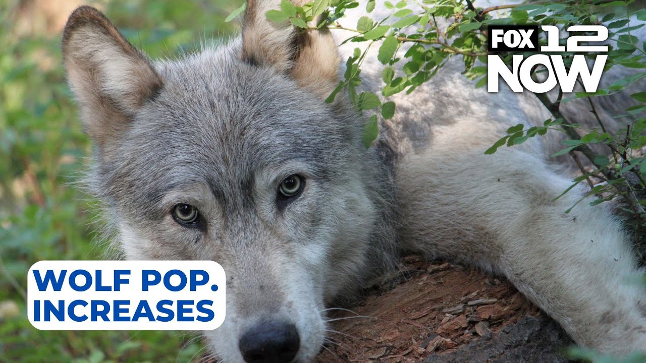 Wolf population increases in Oregon
