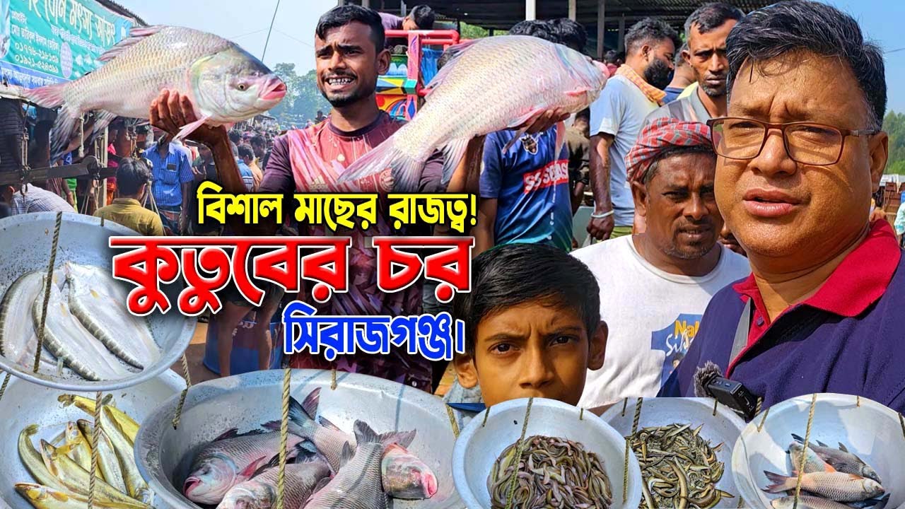 চলন বিলের ঐতিহ্য: সিরাজগঞ্জের কুতুবের চরে দেশি পুকুরের বড় বড় মাছের হাঁকডাকের হাট 🐟