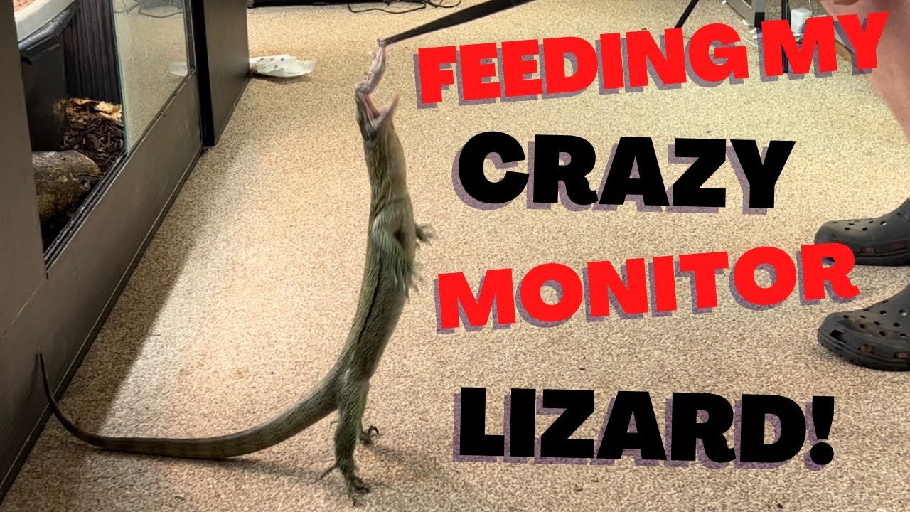 instagrams most famous mangrove monitor!! feeding mango!! feeding mangrove monitors