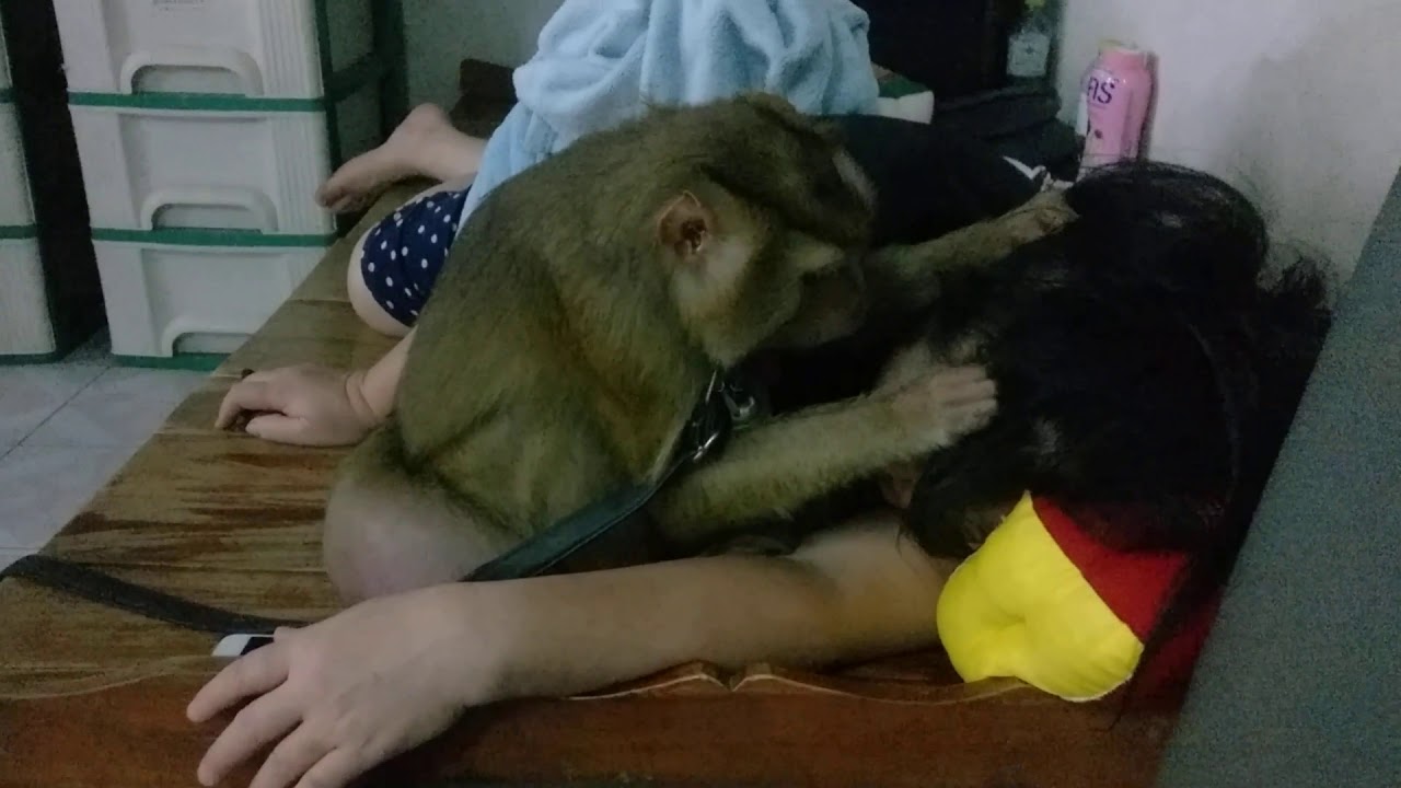 ท่าทางลิงฝ้ายขอหาเหา