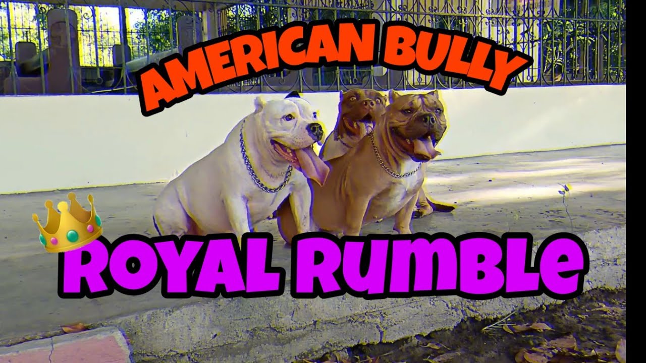 American Bully Daughters of King Congo, Bahdaboom & Mr. Euro || Quarantine Life || After Lockdown ||