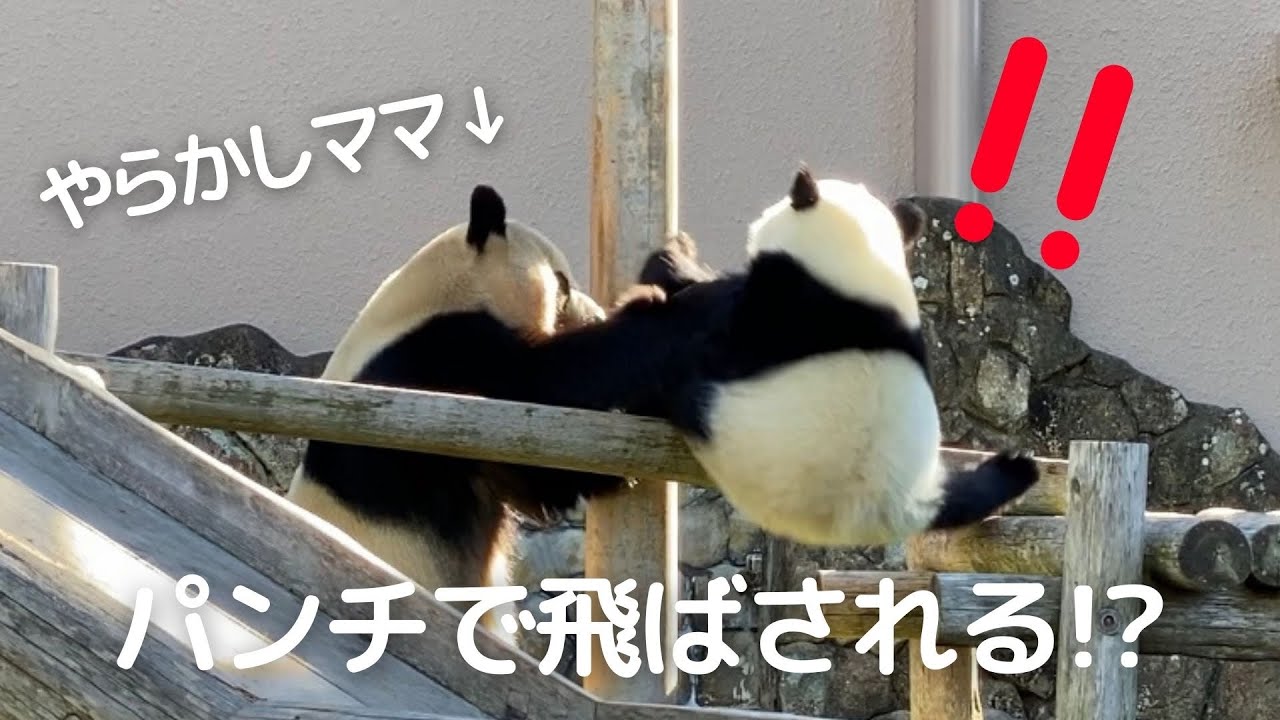 不機嫌ママに翻弄される子パンダ楓浜🍁ほぼコントのような らうトレに爆笑😂パンダの親子🐼