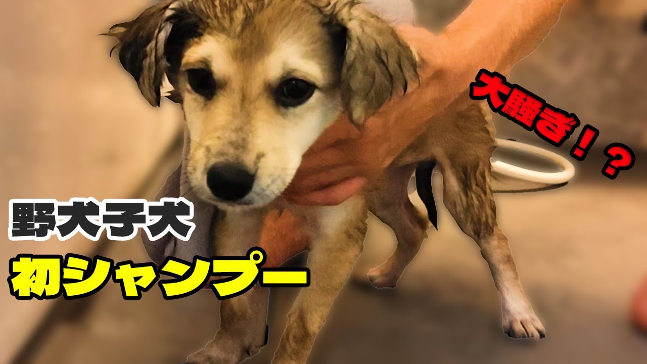 【野犬保護犬】子犬お迎え5日目｜初めてのシャンプー