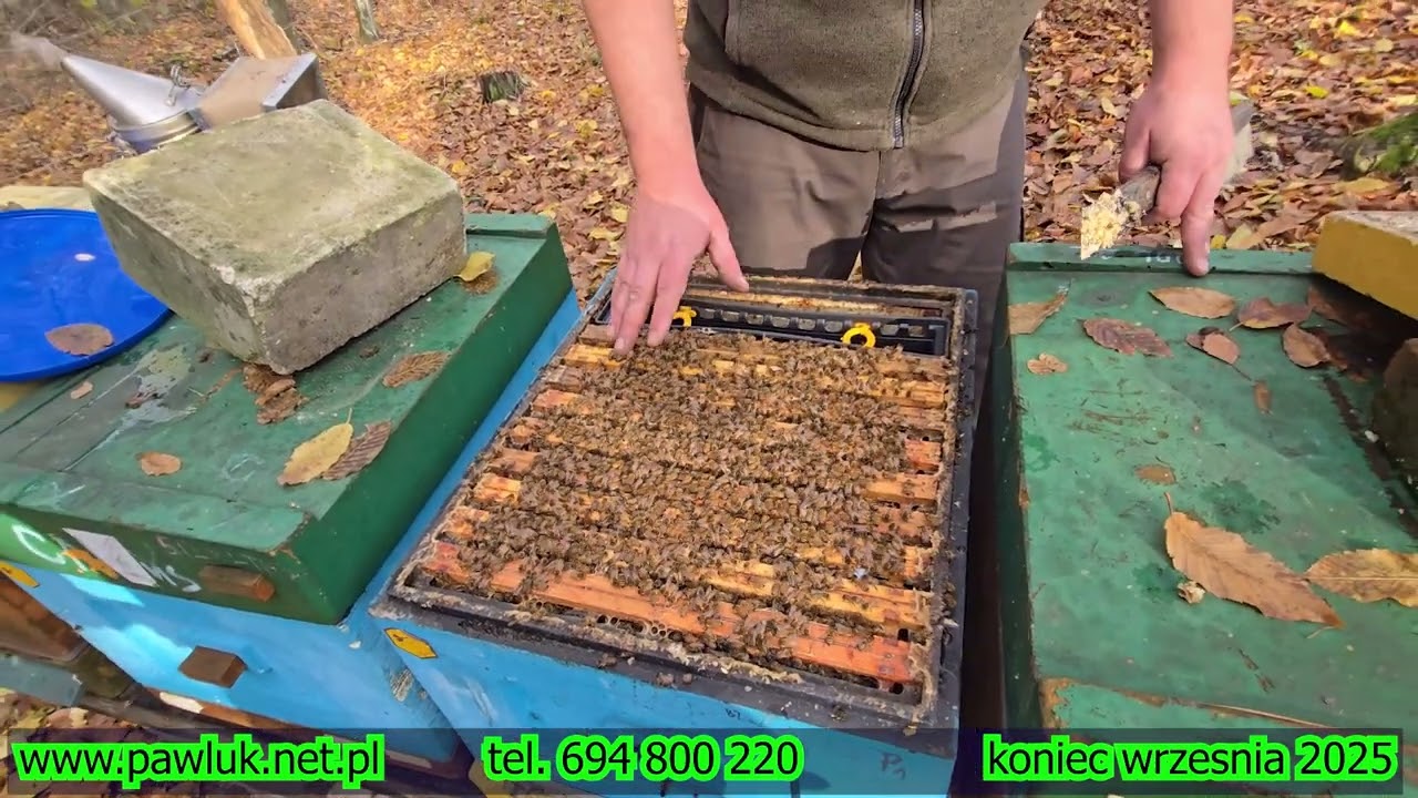 silne rodziny pszczele, dynamiczny rozw&oacute;j, Buckfast Meda B93(GRP) - matki pszczele Buckfast