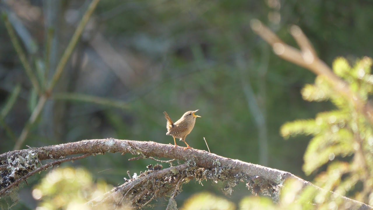 Gjerdesmett synger av full hals - the singing wren