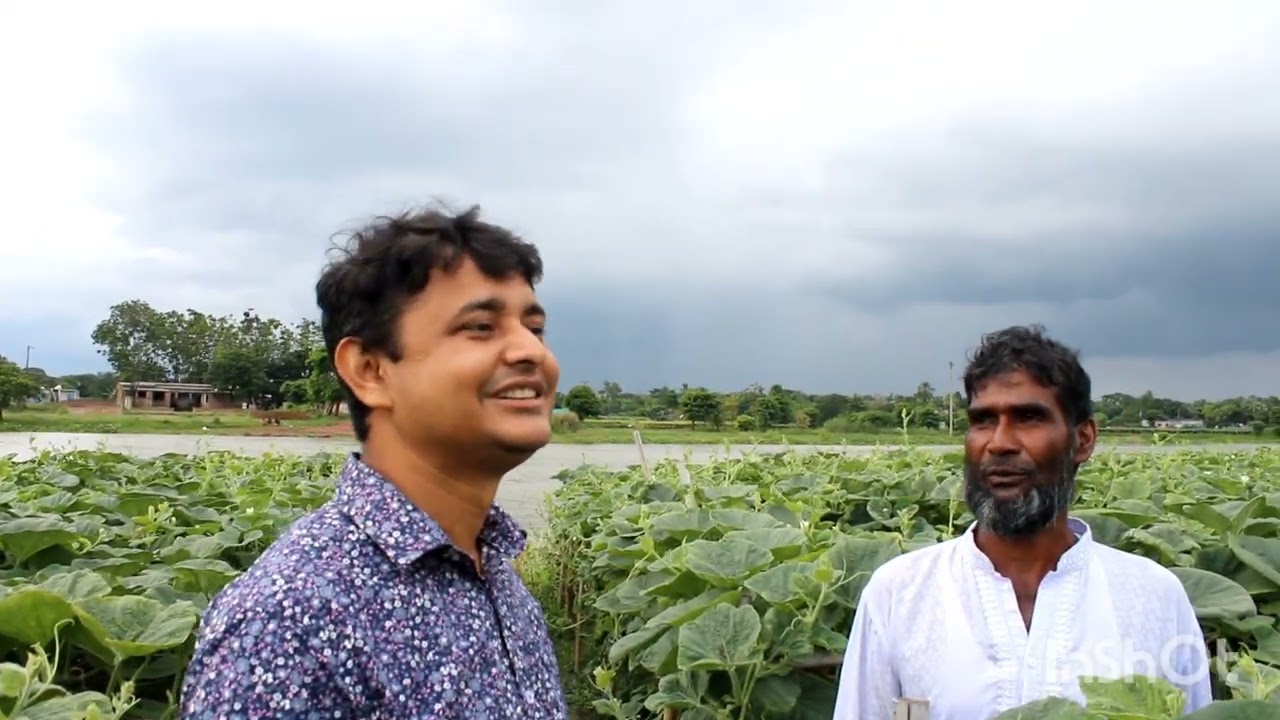 15000 টাকা ইনভেস্ট করে, এক লক্ষ 80 হাজার টাকা লাভ, একই জমিতে চিচিঙ্গা, পালং শাক, লাউ চাষ করে সফল,,,