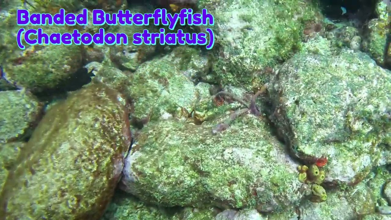 Scuba Diving - Sint Maarten - Mikes Maze