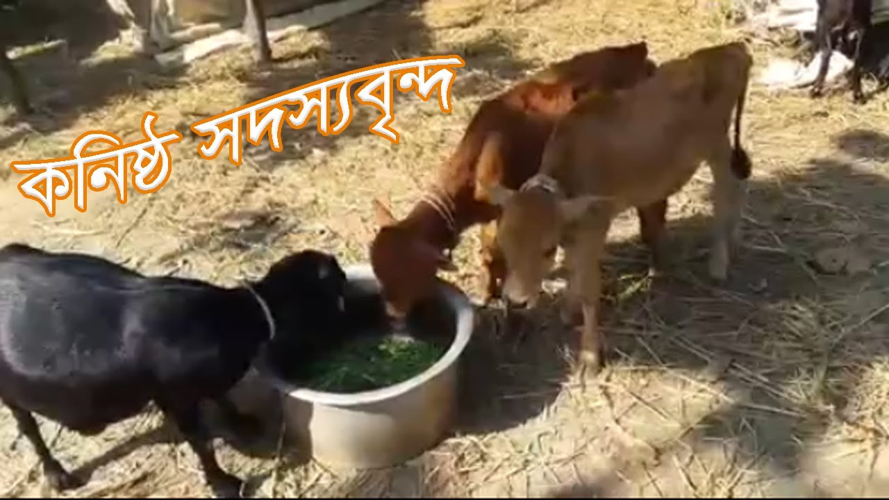 Junior Members || Khamar Bari Agro || Cow Farm in Bangladesh