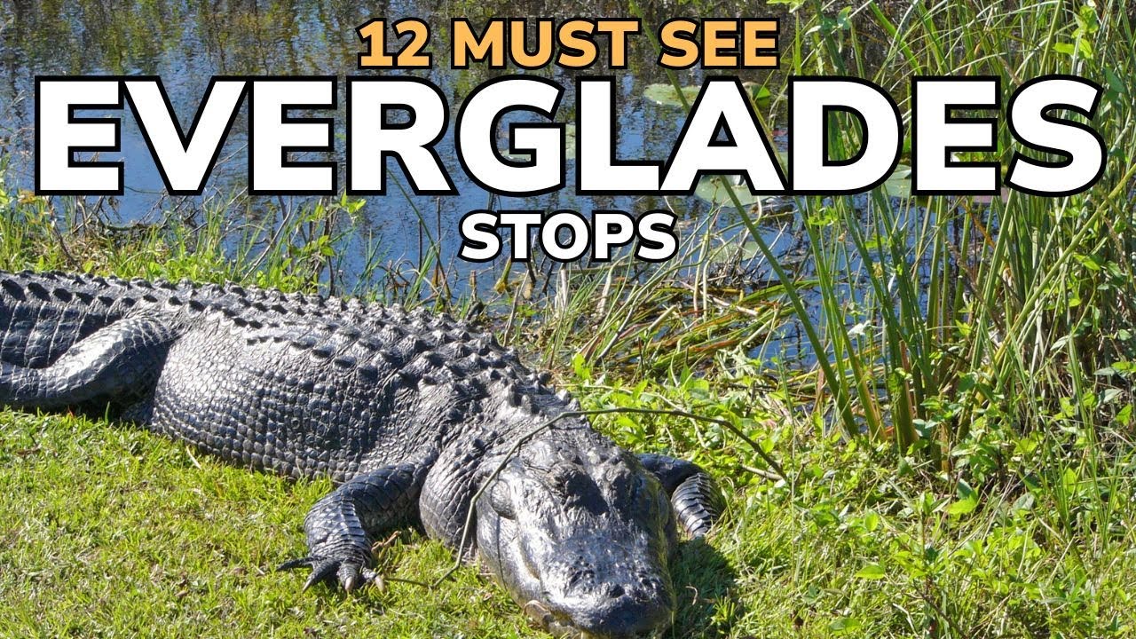 Top Things to See in Everglades National Park!