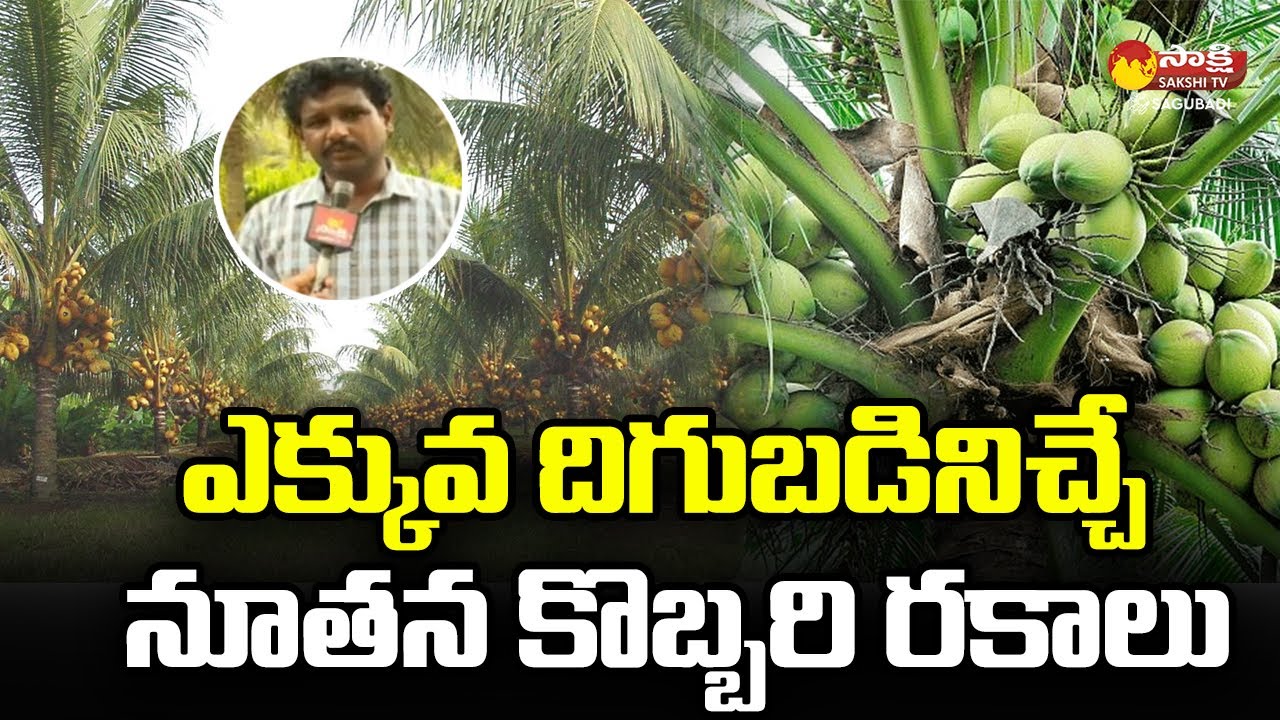 Special Story On Coconut Farming in Eluru | Coconut Cultivation by Coconut Board | @SakshiTVSagubadi