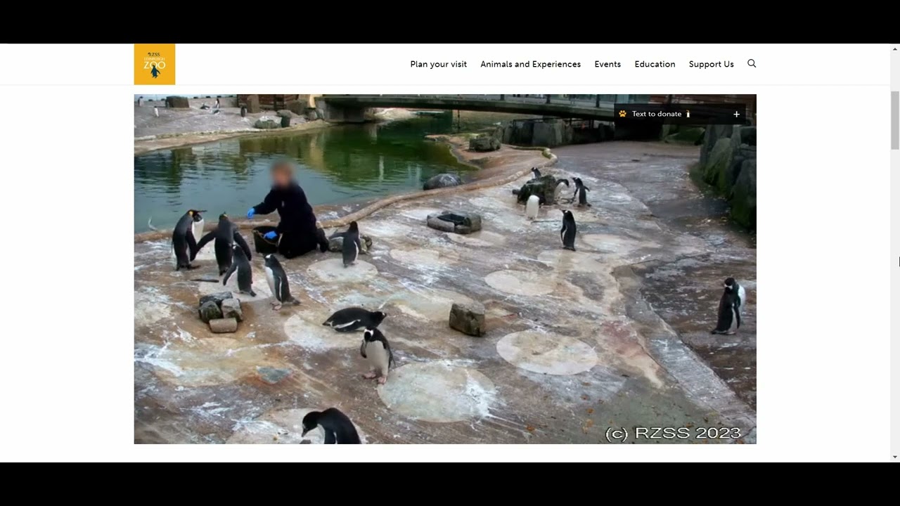 King Penguin Throws Fish | Edinburgh Zoo Penguin Webcam