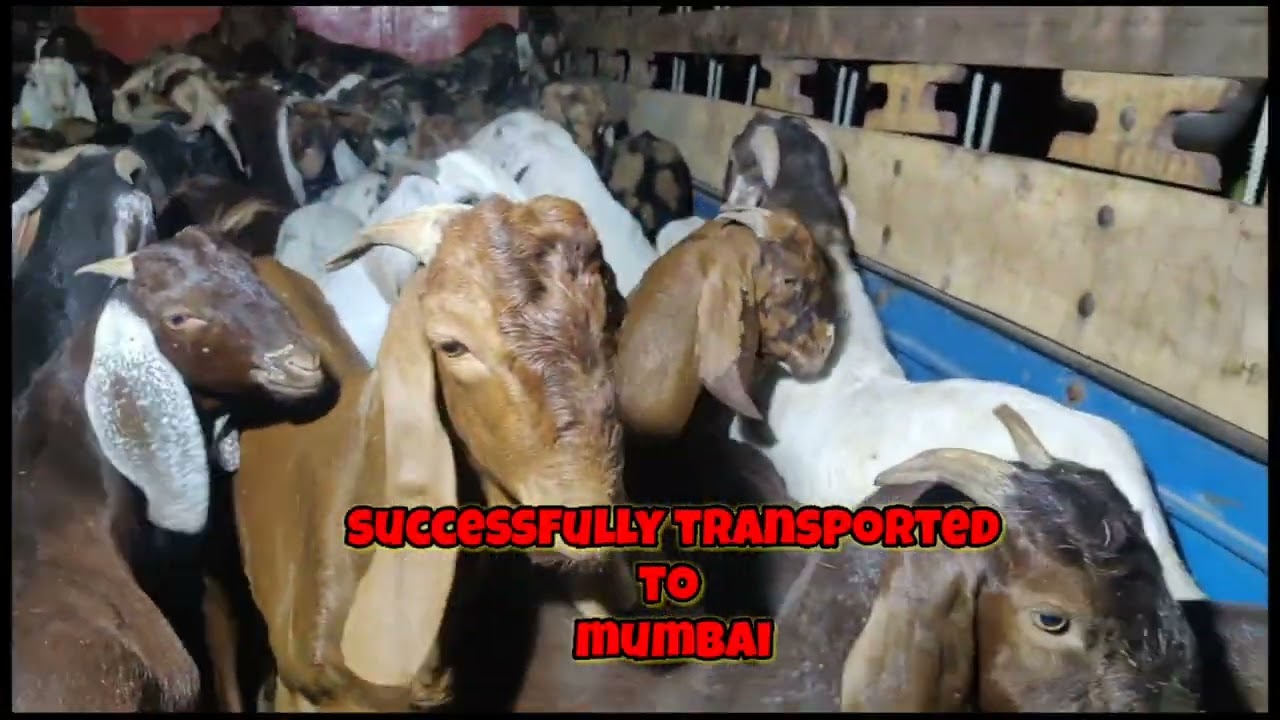Goat Collection 2023 #bakraeidspecial