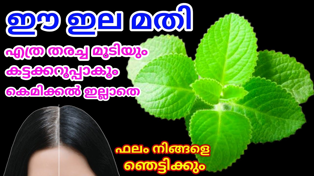 Natural Hair Dye |എത്ര നരച്ച മുടിയും കട്ടക്കറുപ്പാകാൻ പനിക്കൂർക്കയിലയുടെ കൂടെ ഈ പൊടികൾ ചേർത്താൽ മതി